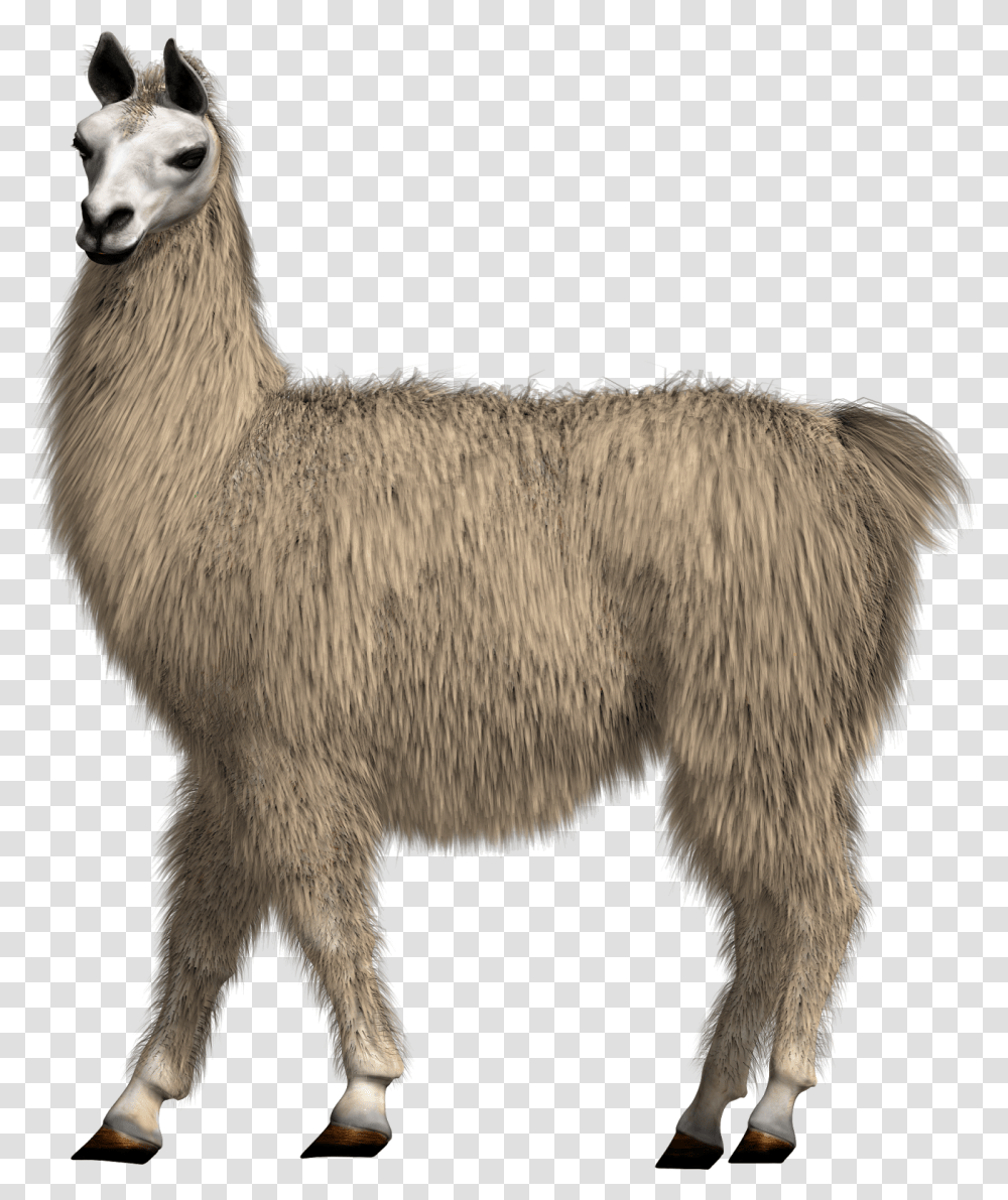 Figure Llama With Background, Mammal, Animal, Sheep, Alpaca Transparent Png