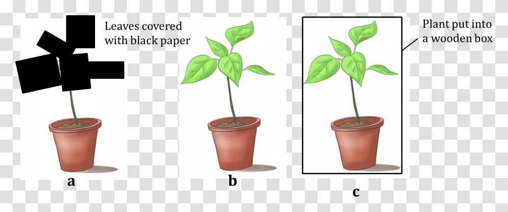 Figure Shows Three Potted Plants Flowerpot, Leaf Transparent Png