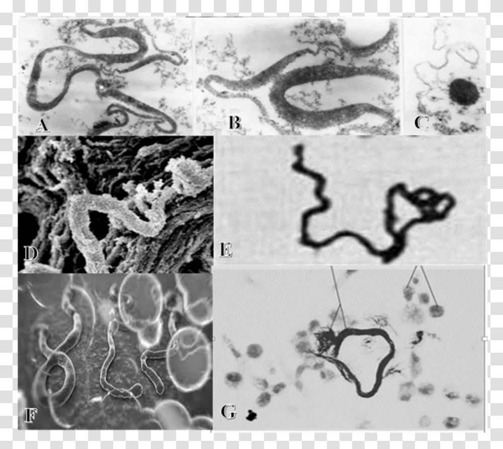 Figures 5a Through 5g Tb Virus Microscope, Tar Transparent Png