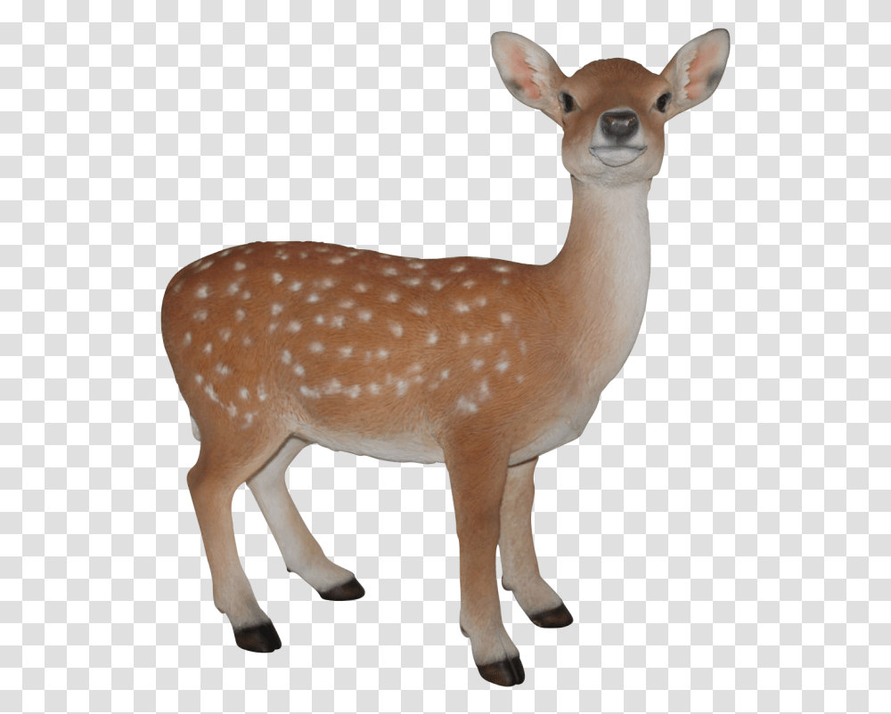 Figureterrestrial Animalfawnwhite Tailed Deerroe Baby Deer Images Hd, Wildlife, Mammal, Antelope, Elk Transparent Png