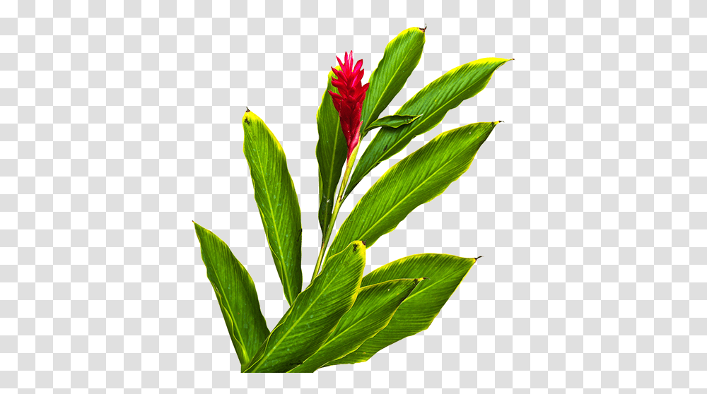 Fiji Ginger Red Ginger Flower, Plant, Leaf, Bud, Sprout Transparent Png