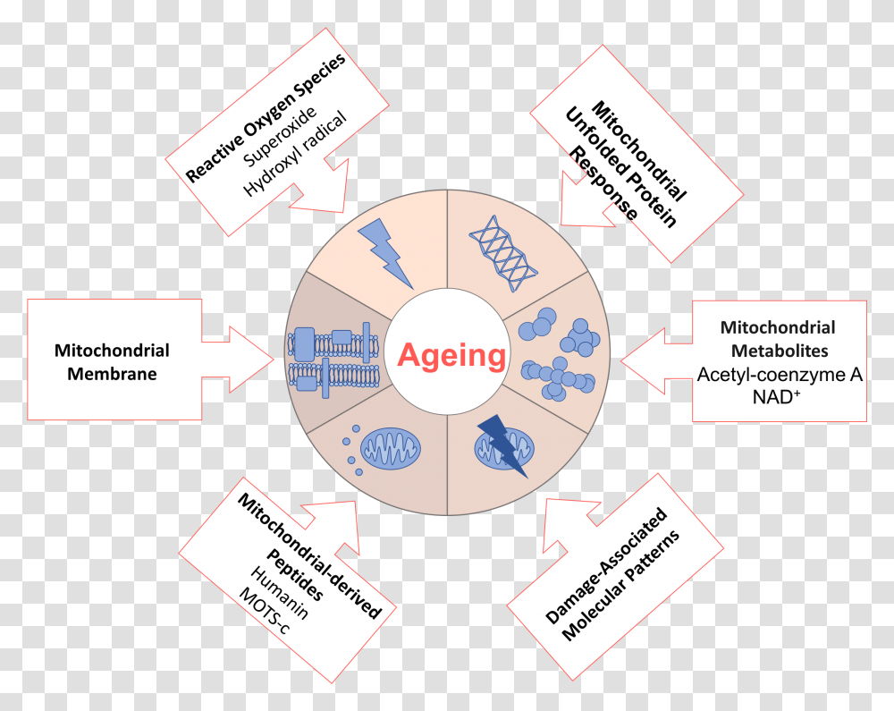 File Ageingdw001 Theory Of Aging Mechanism, Label, Flyer, Poster Transparent Png