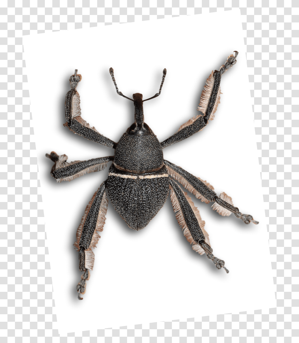 File Arachnobas Weevil, Spider, Invertebrate, Animal, Arachnid Transparent Png