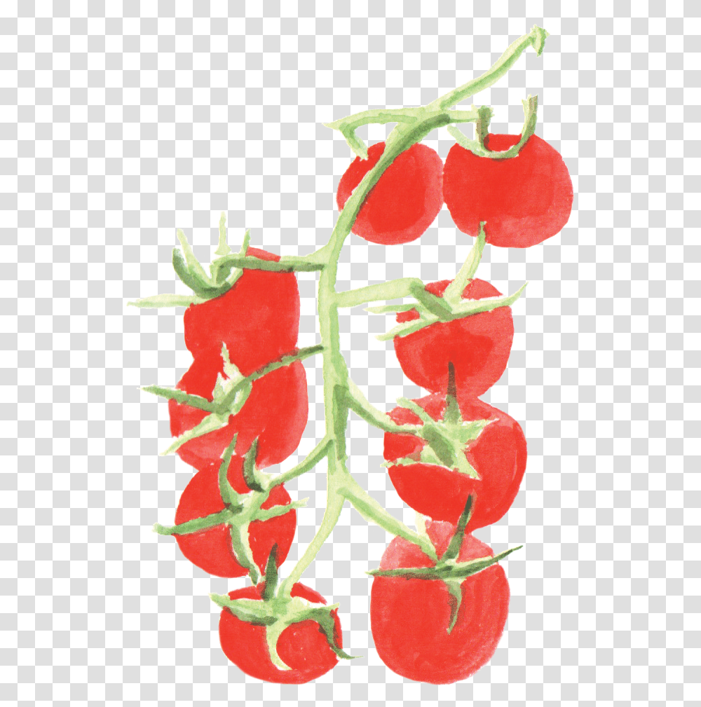 File Cherrytomato Plants Of Tomato Watercolor, Food, Strawberry, Fruit, Vegetable Transparent Png
