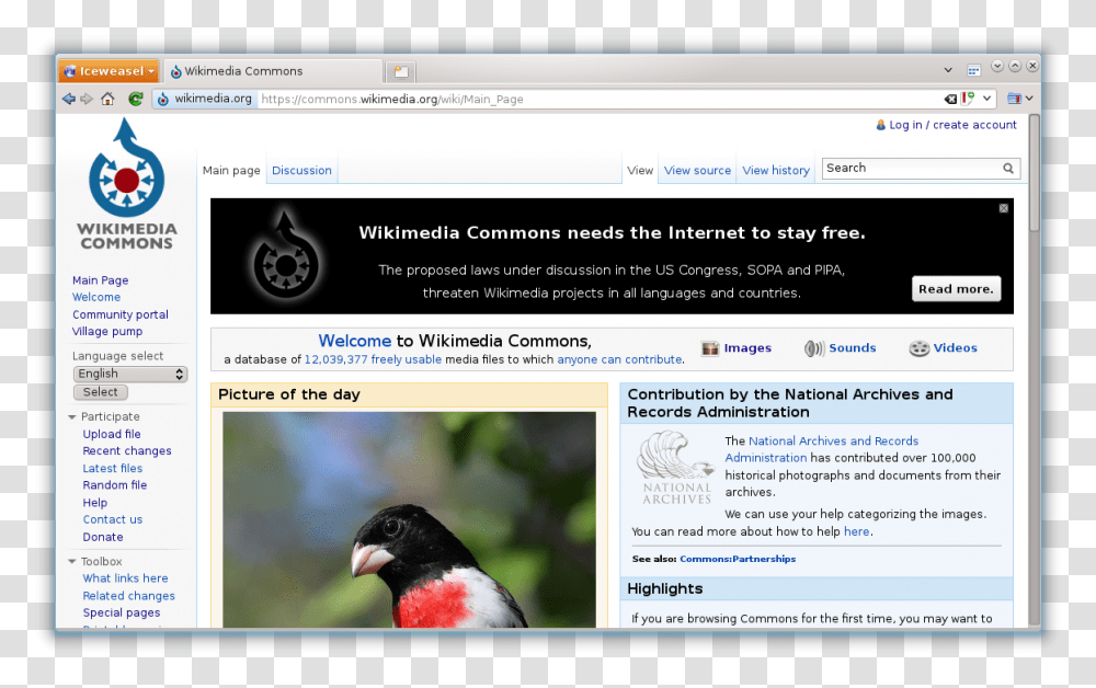 File Commons Wikimedia Org Wikimedia Commons, Bird, Animal, Beak Transparent Png