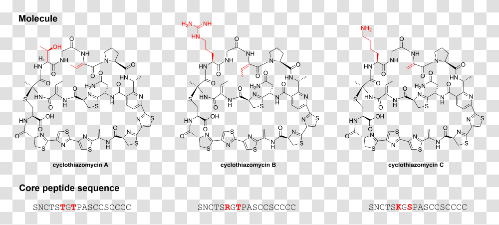 File Cyclothiazomycin Family Core Structure Peptide, Outdoors, Nature Transparent Png