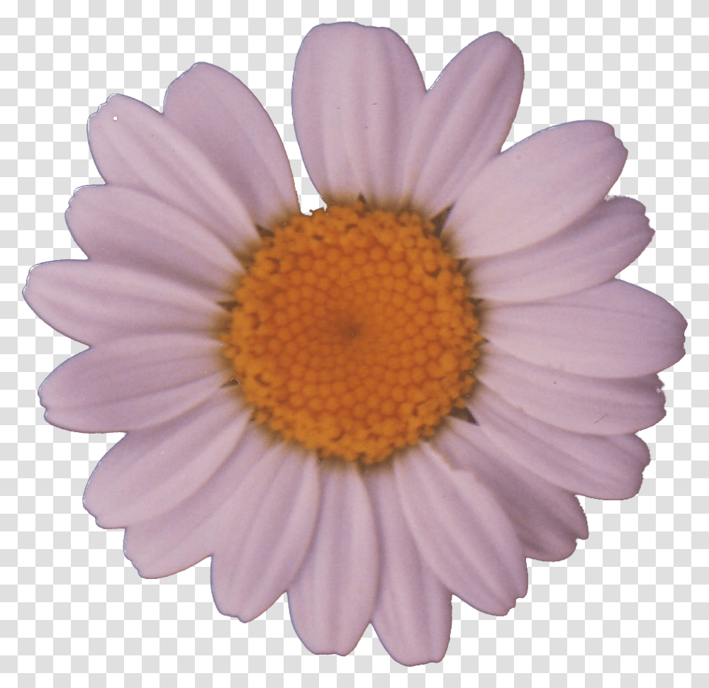 File Daisy Daisy, Plant, Flower, Daisies, Blossom Transparent Png