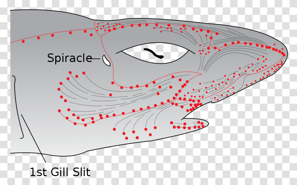 File Electroreceptors In A Shark Ampullae Of Lorenzini, Mask Transparent Png