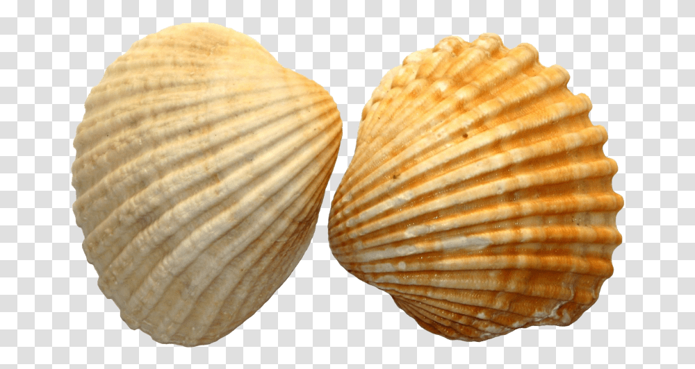 File Free Images Sea Shell, Clam, Seashell, Invertebrate, Sea Life Transparent Png