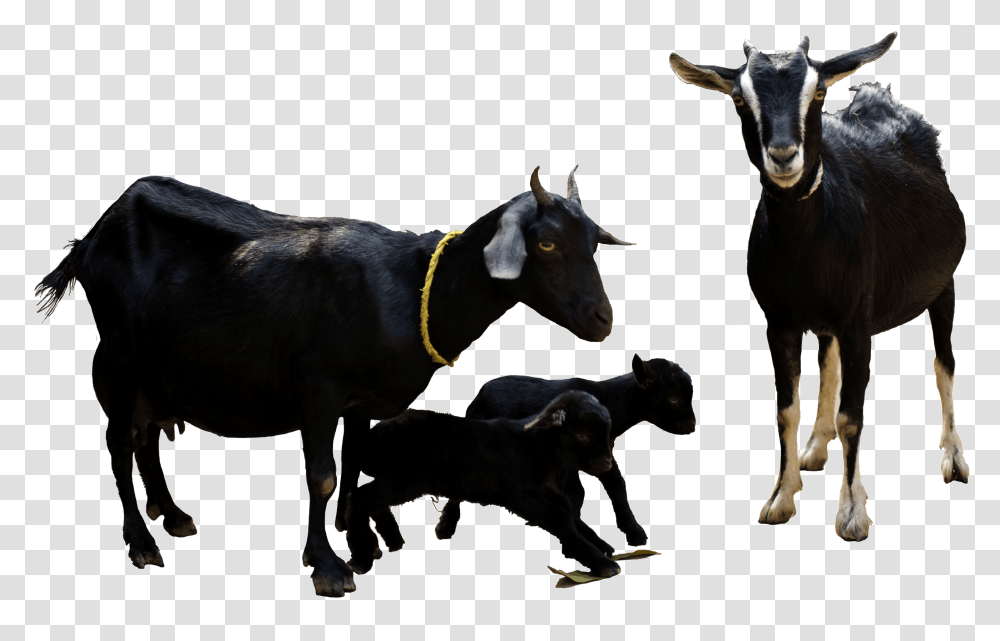 File Goat, Cow, Cattle, Mammal, Animal Transparent Png