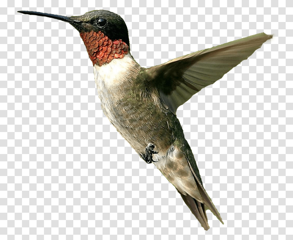 File Icon Favicon Hummingbird, Animal, Bee Eater Transparent Png