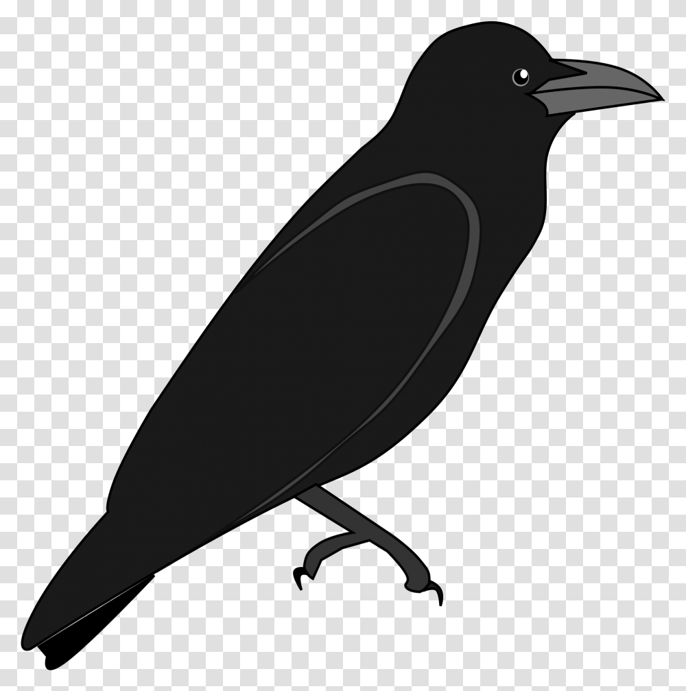 File Junglecrow Wikimedia Commons Outline Image Of Crow, Bird, Animal, Beak, Blackbird Transparent Png
