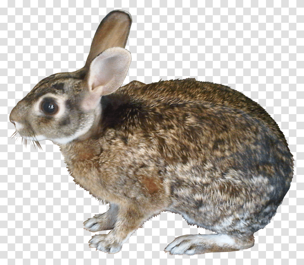 File Liebre Liebre, Hare, Rodent, Mammal, Animal Transparent Png