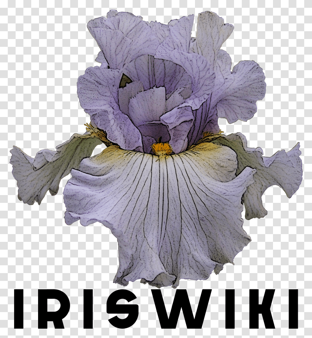 File Logoiriswiki Orris Root, Flower, Plant, Blossom, Petal Transparent Png
