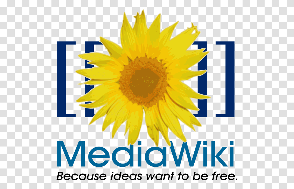 File Mediawiki Svg Mediawiki Svg, Plant, Sunflower, Blossom Transparent Png