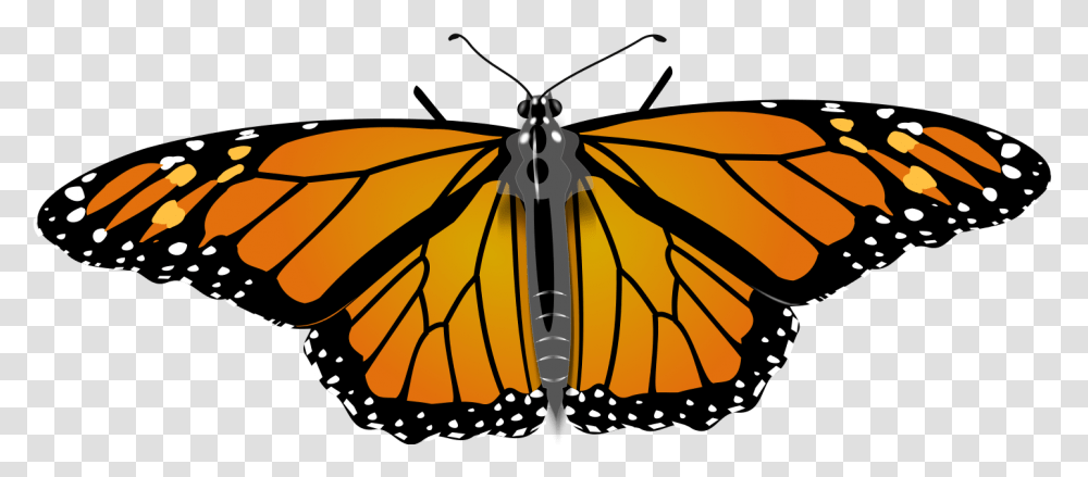 File Monarch Butterfly Svg Monarch Butterfly Copyright Free, Insect, Invertebrate, Animal, Pattern Transparent Png