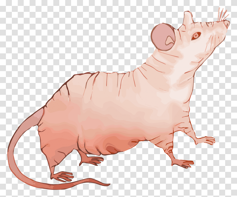 File Nude Mouse Rodent, Mammal, Animal, Pet, Person Transparent Png
