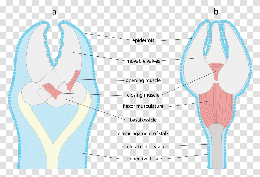 File Pedicellaria Astero Illustration, Plot, Veins, Neck, Heart Transparent Png