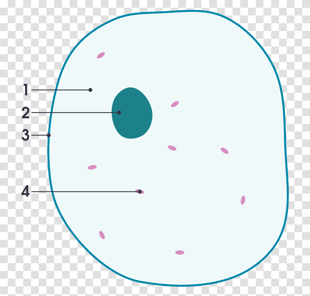 File Simple Diagram Of Animal Cell Numbers Svg Simple, Plot, Disk, Pattern Transparent Png