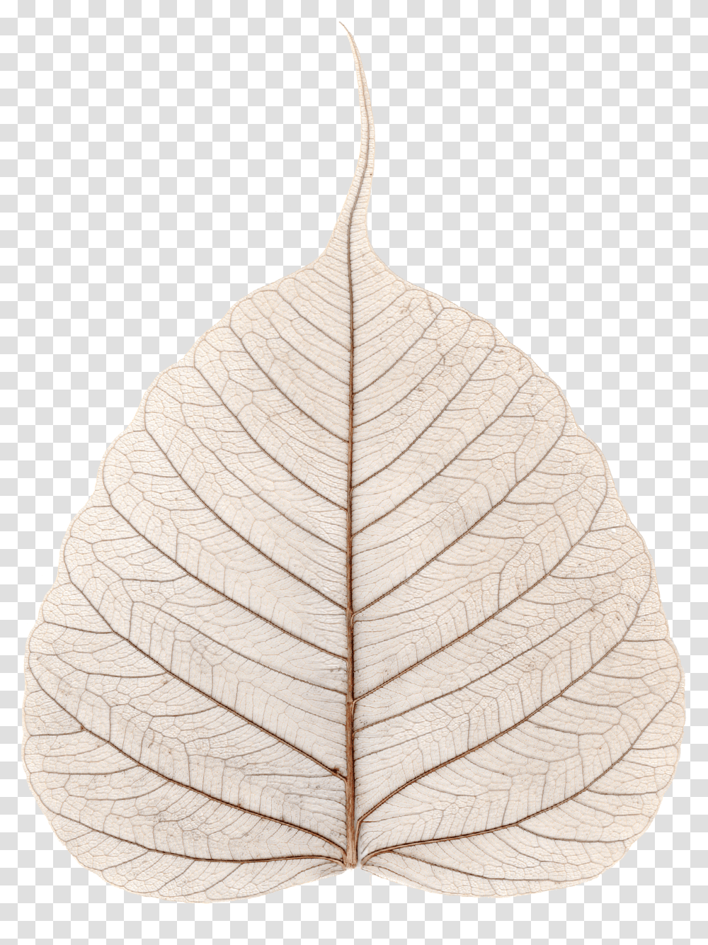 File Skeletonized Leaf Ficus Religiosa Kolkata Transparent Png