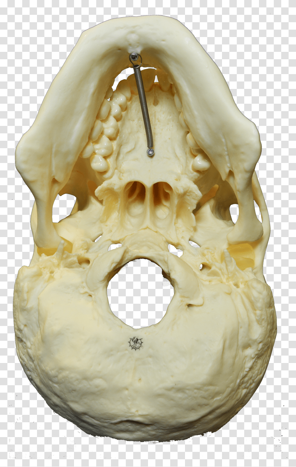 File Skull Inferior Skull Transparent Png