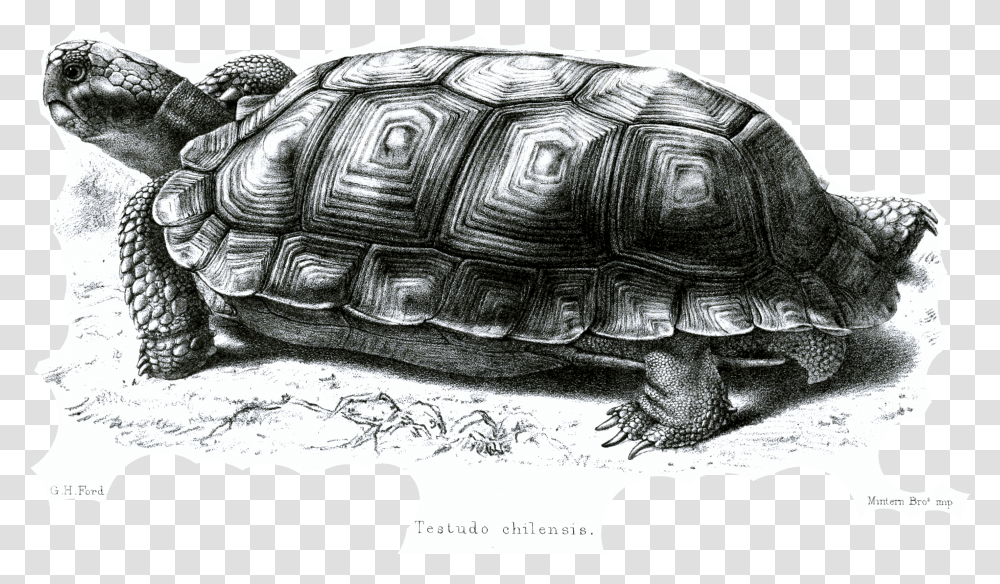 File Testudochilensisford Chaco Tortoise, Turtle, Reptile, Sea Life, Animal Transparent Png