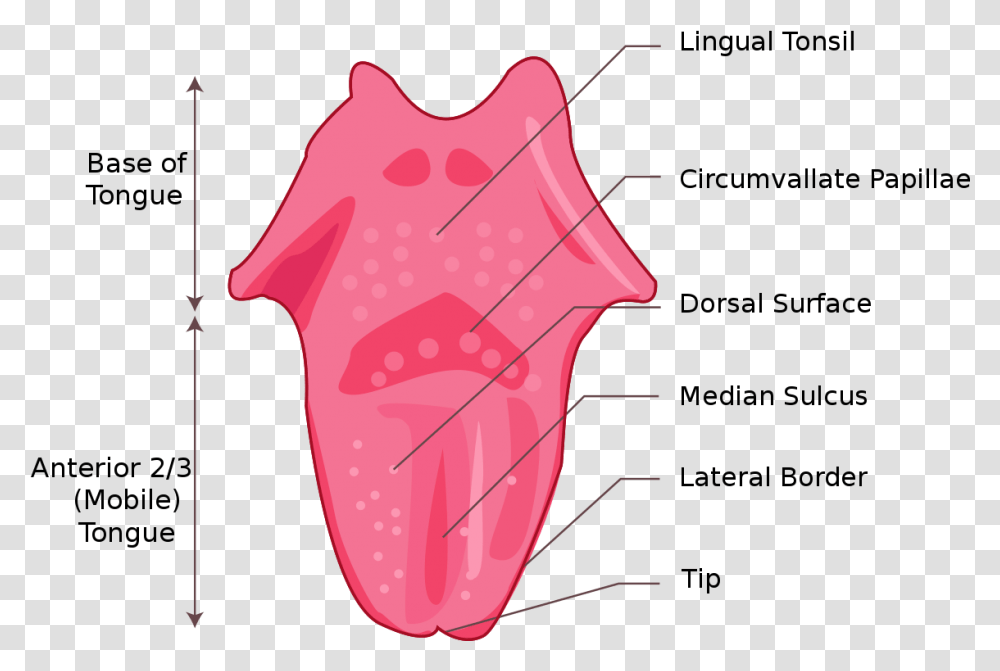 File Tongue Svg Simple Tongue Diagram For Kids, Mouth, Lip Transparent Png