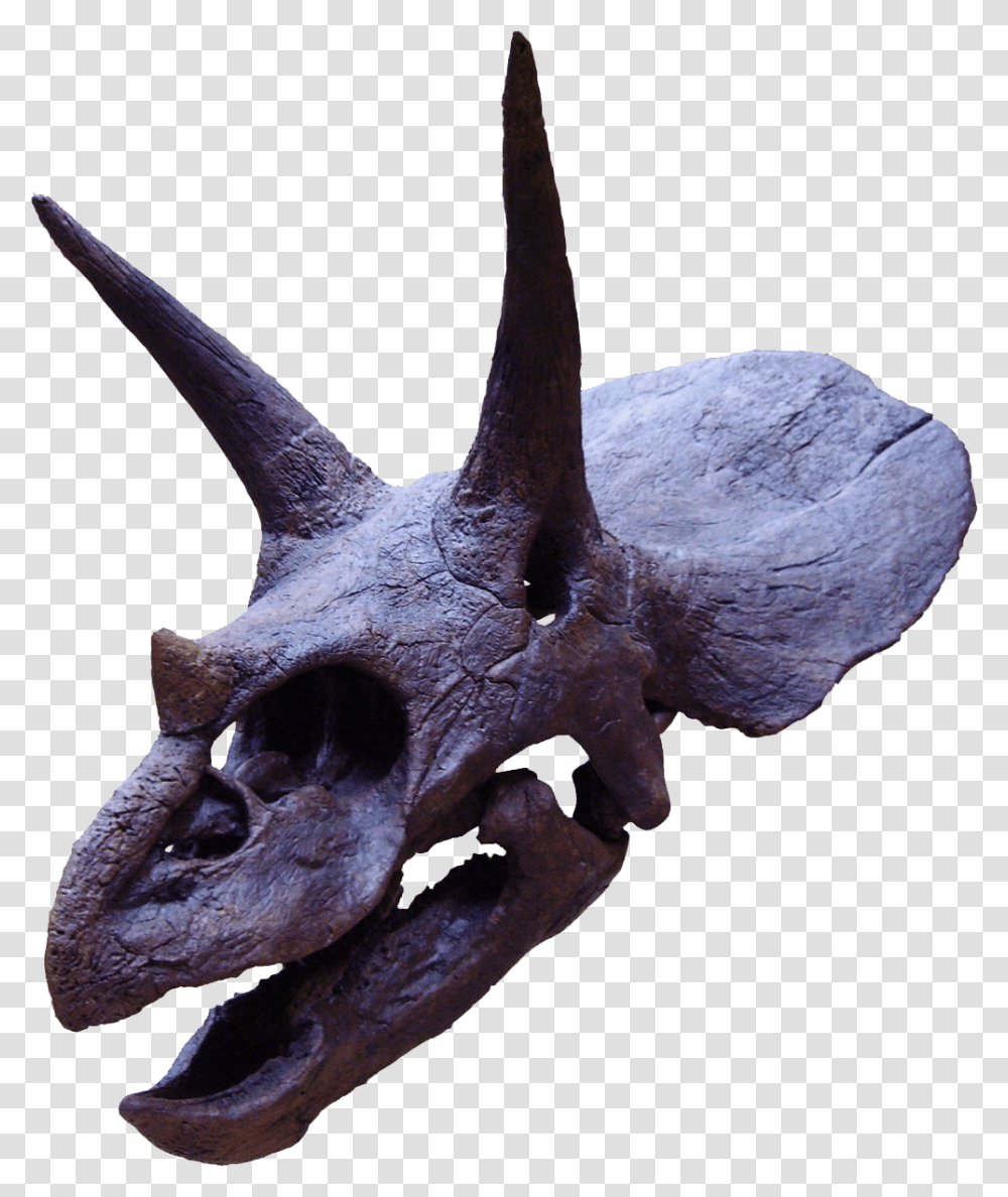 File Triceratops2 Triceratops Horns, Antelope, Wildlife, Mammal, Animal Transparent Png