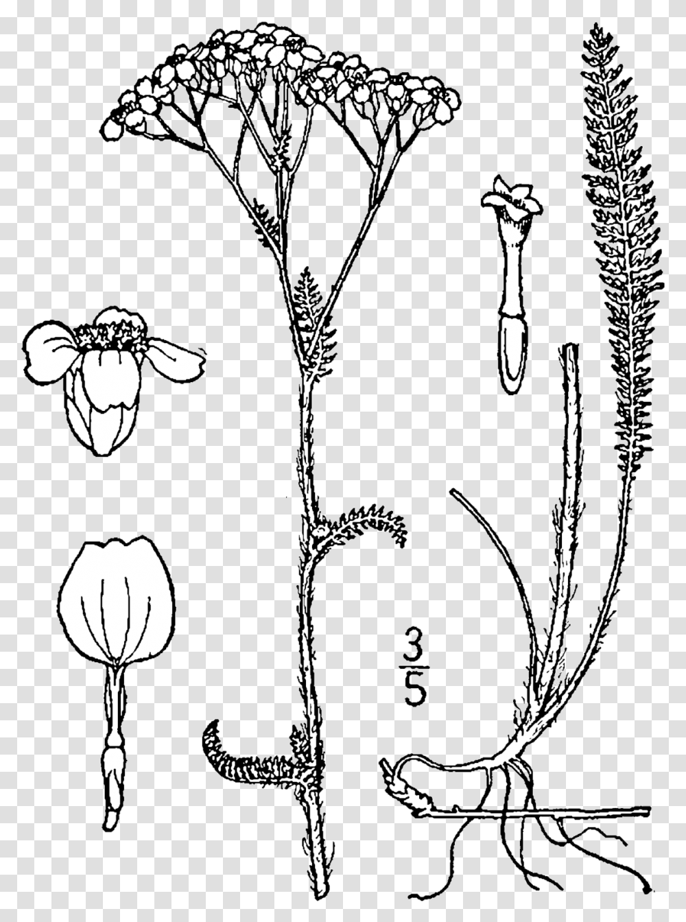 Fileachillea Millefolium Occidentalis Drawingpng Plant Stems Botanical Illustration, Stencil, Antler Transparent Png