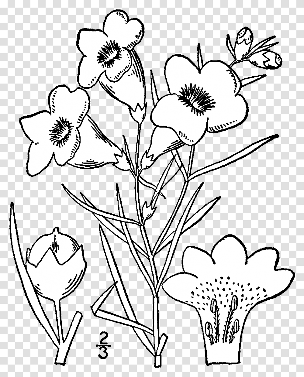 Fileagalinis Purpurea Drawingpng Wikimedia Commons Drawing, Plant, Flower, Blossom, Stencil Transparent Png