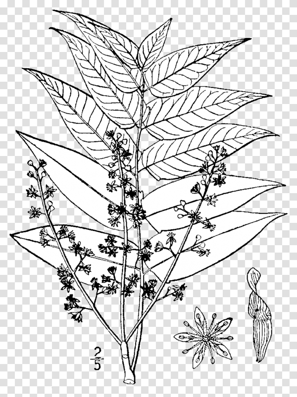 Fileailanthus Altissima Drawingpng Wikimedia Commons Ailanthus Altissima Hand Drawing, Leaf, Plant, Pattern, Ornament Transparent Png