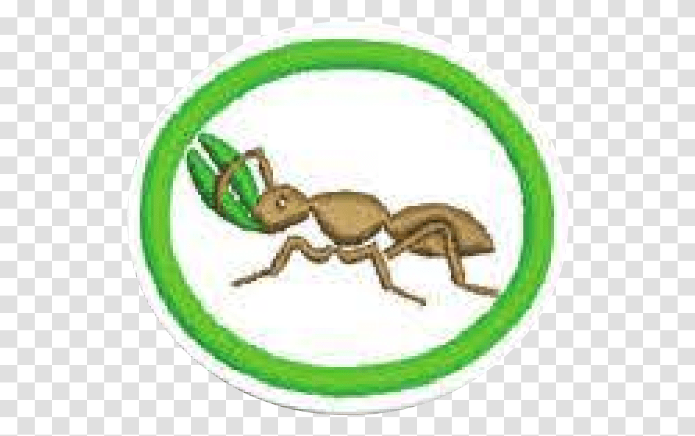 Fileantspng Pathfinder Wiki Ant, Invertebrate, Animal, Insect, Frisbee Transparent Png