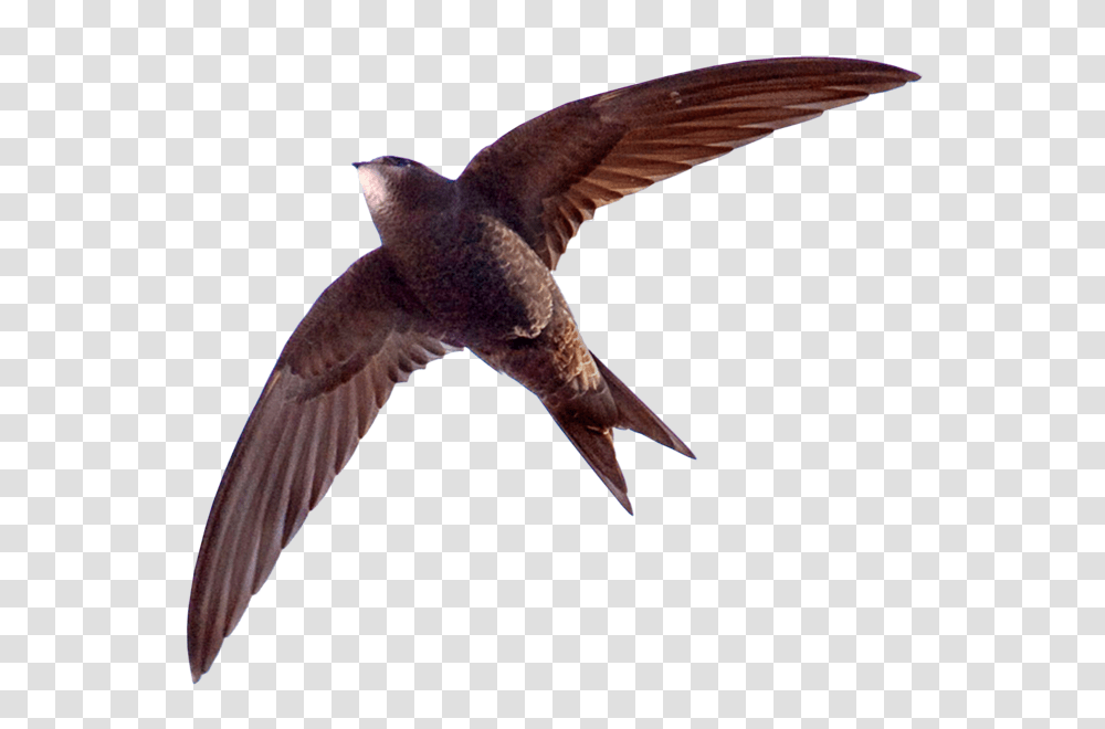 Fileapus Apus Flying Backgroundpng Swift Bird In Hindi, Animal, Kite Bird, Seagull, Hummingbird Transparent Png