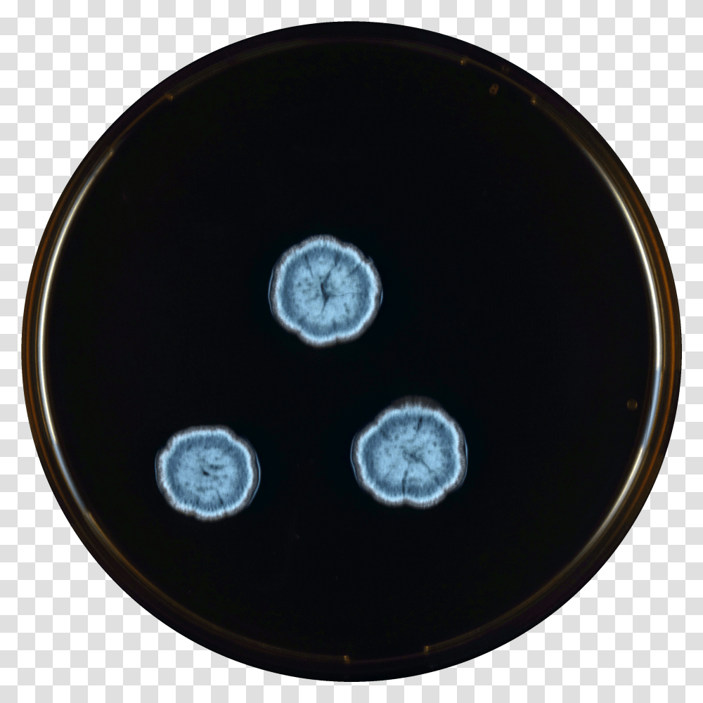 Fileaspergillus Montevidensis Meaoxpng Wikimedia Commons Circle, Disk, X-Ray, Medical Imaging X-Ray Film, Ct Scan Transparent Png