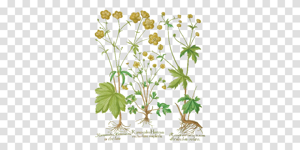 Filebasil Beslerhortuseystettensis16135png Wikimedia Basil, Plant, Leaf, Flower, Apiaceae Transparent Png