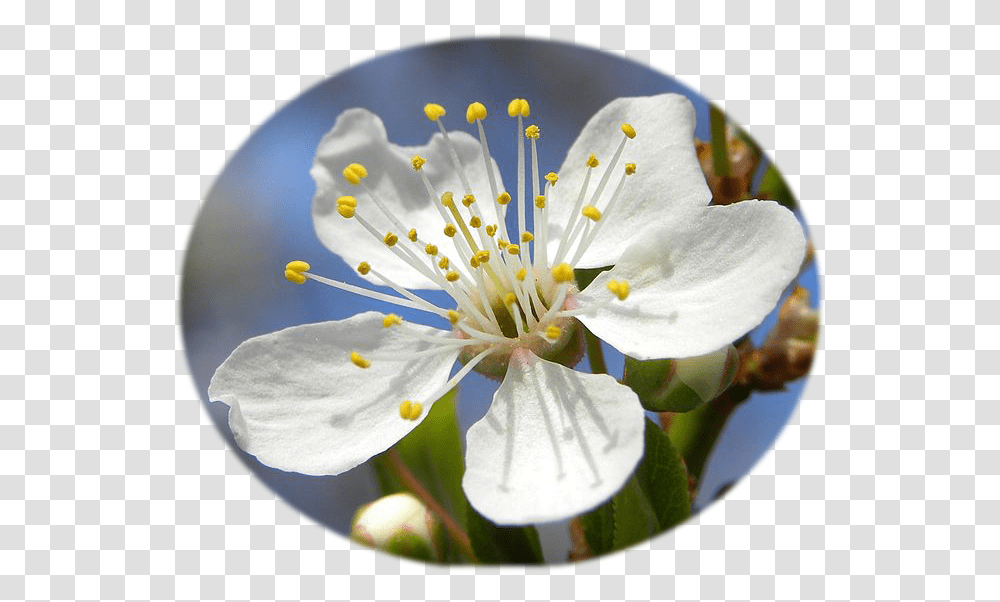 Fileblossom Of Mirabelle Plum Cropped Transparentpng Mirabelle Plum Flower, Plant, Pollen, Geranium, Fungus Transparent Png