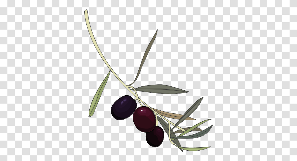 Fileblueberry In Clip Artpng Wikimedia Commons Olive, Plant, Fruit, Food, Grapes Transparent Png