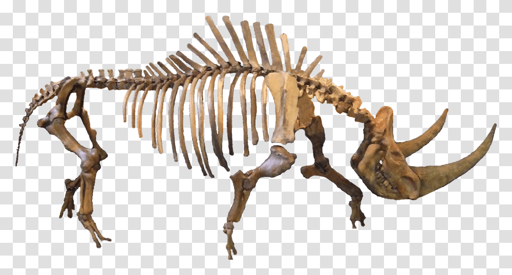 Filecoelodonta Cleanpng Wikipedia Rhinoceros, Dinosaur, Reptile, Animal, Skeleton Transparent Png