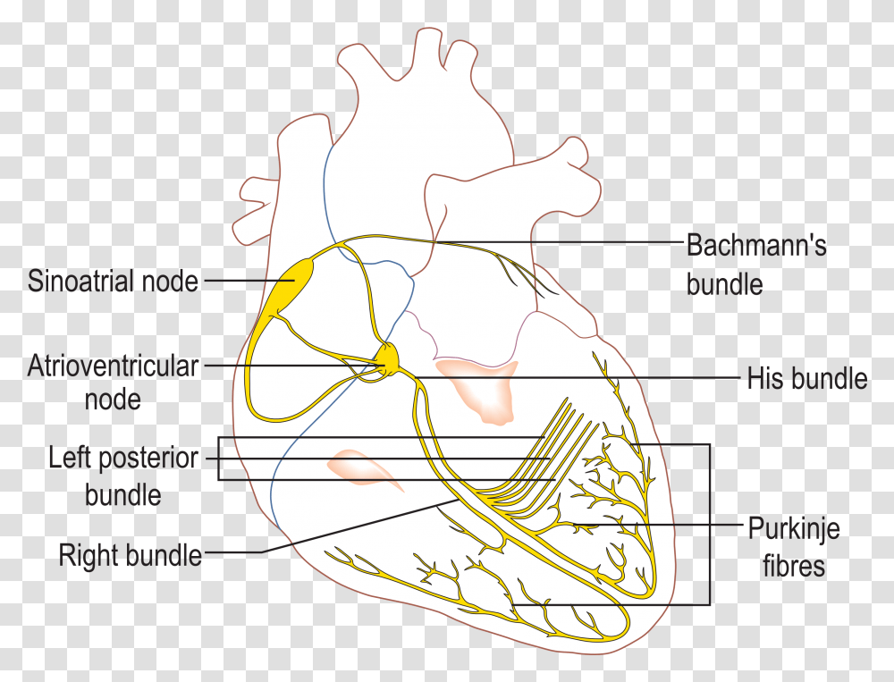 Fileconductionsystemoftheheartpng Wikipedia Conduction System Of The Heart, Plot, Astronomy, Diagram, Outer Space Transparent Png