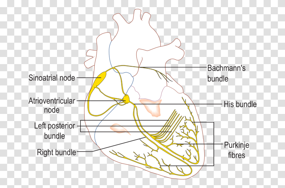 Fileconductionsystemoftheheartpng Wikipedia Conduction System Of The Heart, Plot, Bonfire, Flame, Diagram Transparent Png