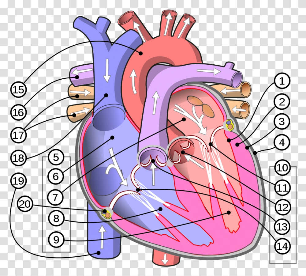 Filediagram Of The Human Heart Multilingual 2svg Human Circulatory System Heart, Text, Stomach, Bicycle, Vehicle Transparent Png