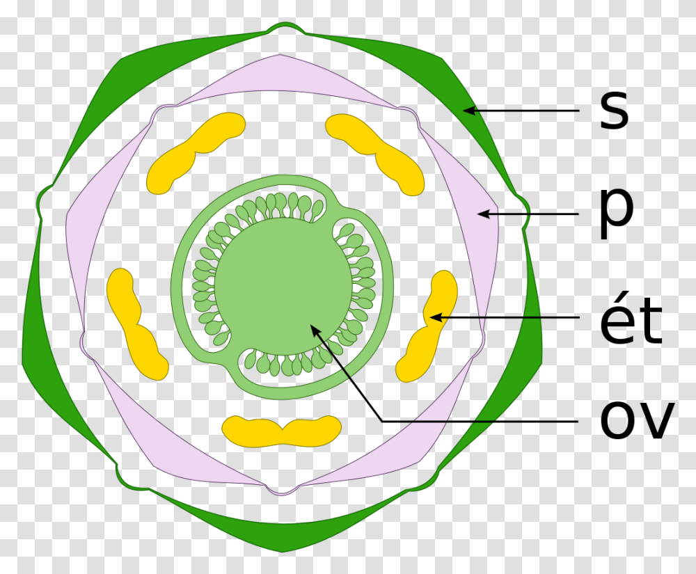 Filediagramme Floral Solanum Tuberosumsvg Wikimedia Commons, Label, Text, Logo, Symbol Transparent Png