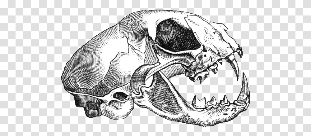 Filefelis Catus Skull Drawing Background Animal Skull Drawing, Art, Fossil, Sketch Transparent Png