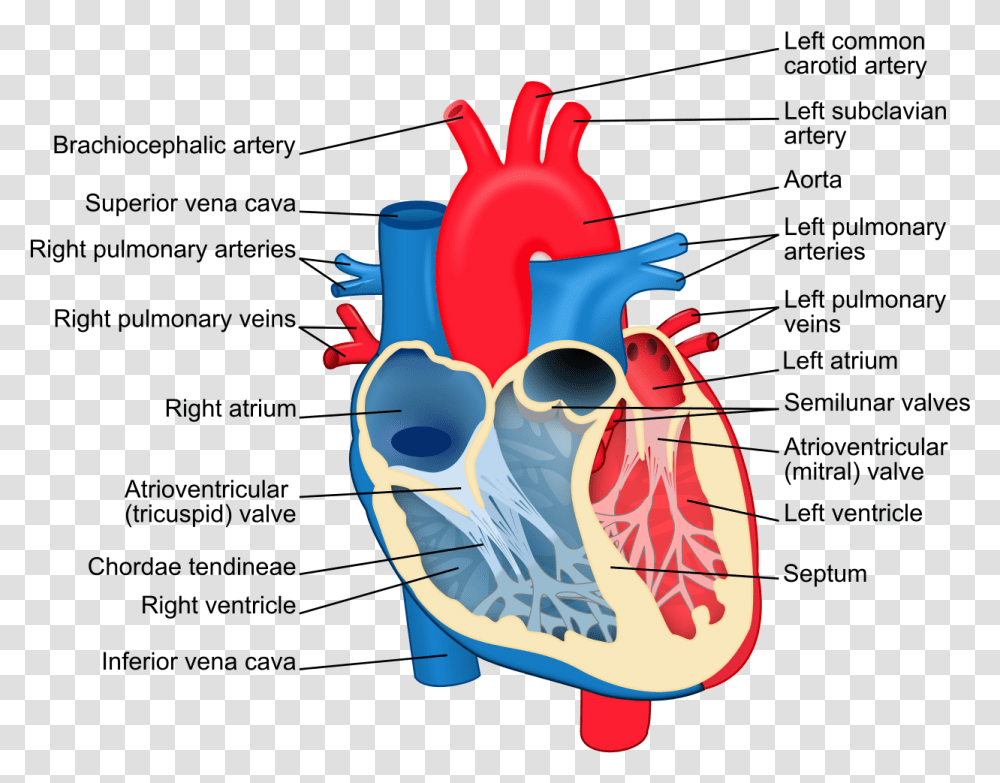 Fileheart Diagram Ensvg Wikimedia Commons Heart Diagram With Labels, Teeth, Mouth, Lip, Dynamite Transparent Png