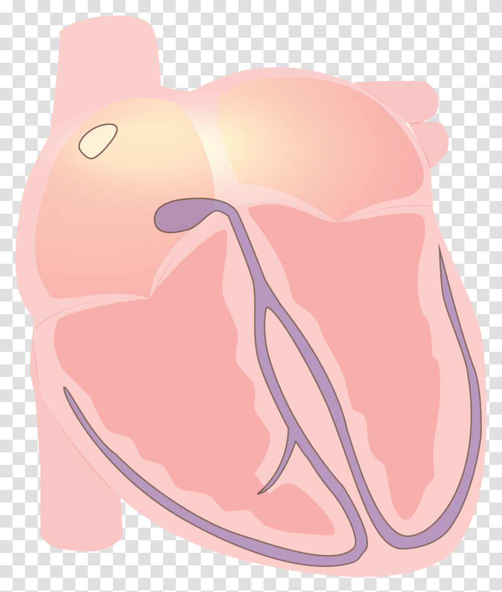 Fileheart Vector Electrical P Wavepng Wikimedia Commons Heart, Stomach, Throat Transparent Png