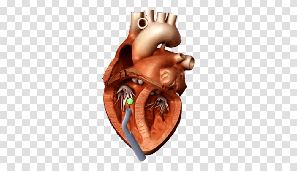 Fileheartpng Paul Thienphrapa 3d Heart Model, Person, Human, Figurine, Head Transparent Png