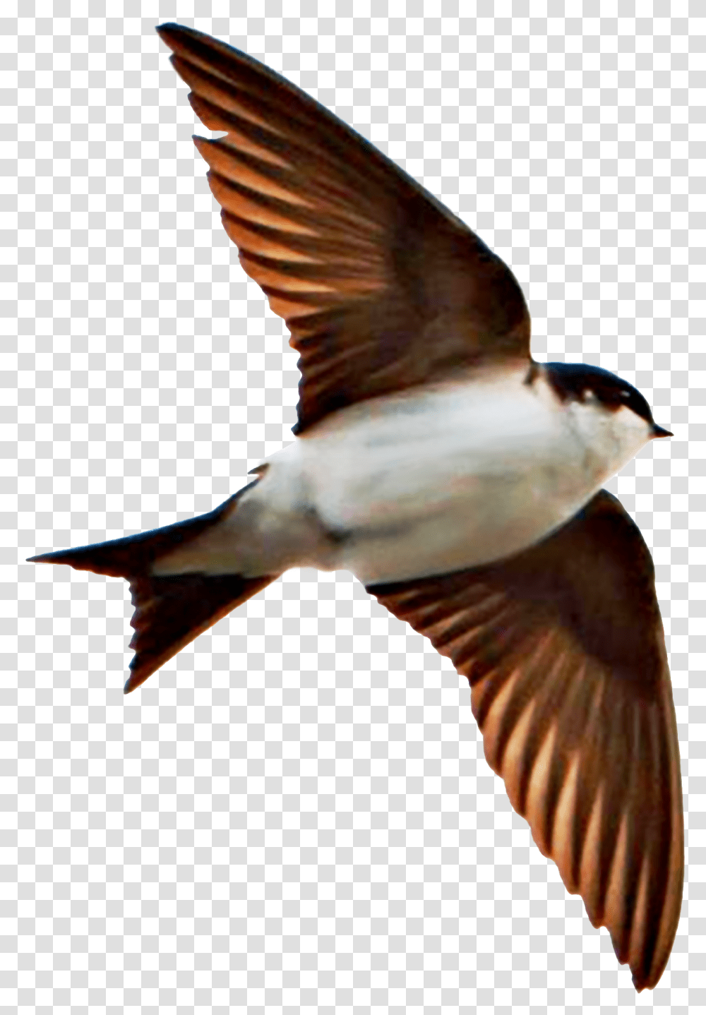 Filehouse Martin Delichon Urbicum Bjasvala European Swallow, Bird, Animal, Flying, Finch Transparent Png