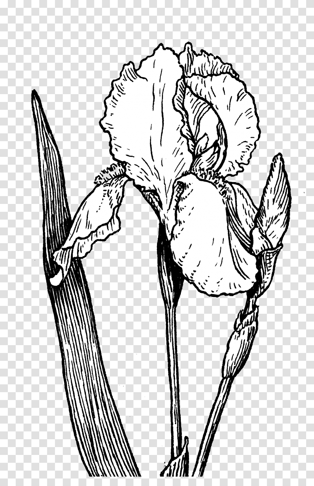 Fileiris Plant Psfpng Wikimedia Commons Iris Flower Drawing, Person, Human, Art, Angel Transparent Png
