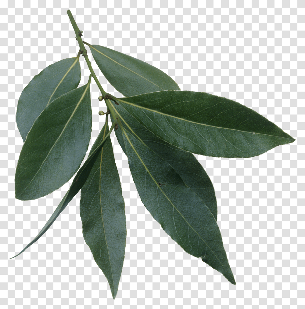 Filelaurus Nobilis Leavespng Wikimedia Commons Evergreen Laurel Tree Leaves Transparent Png