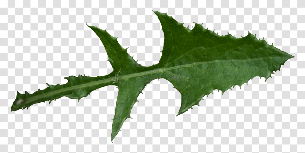 Fileleaf Of Sonchus Oleraceuspng Wikimedia Commons Agave Transparent Png